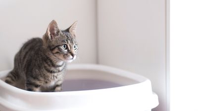 Can I use sand as cat litter? We asked a vet to find out!