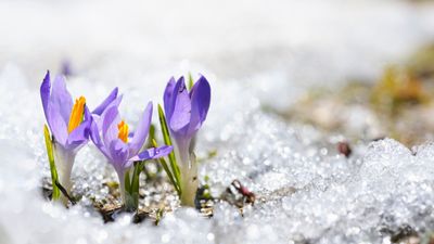 When to dewinterize your garden – the temperature triggers to mark in your gardening diary, and how to get your yard ready for spring