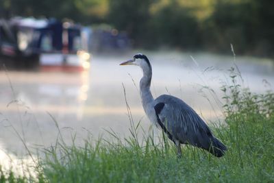 Canal network’s ‘ecological footprint’ mapping shows its value for nature