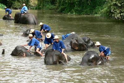 'Stressed' elephant kills Spanish tourist