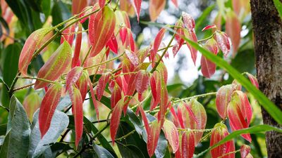 How to grow a cinnamon plant – experts share advice for these tropical trees and shrubs