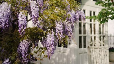 When to Prune Wisteria — Expert Advice to Guarantee Beautiful Blooms Come Spring