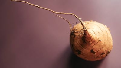 How to grow jicama – why you should consider this easy-to-grow, low-calorie, and flavorful root vegetable