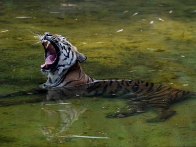 India issues red alert for zoos after three tigers and leopard die of avian flu at rescue centre