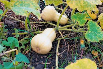 A gardener’s guide to to growing food anywhere