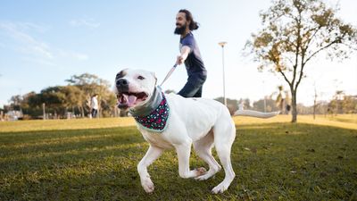 Trainer shares three expert-approved tips to stop your dog pulling on their leash