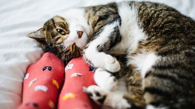 Why does my cat sleep at my feet? An expert reveals the adorable reason behind this position