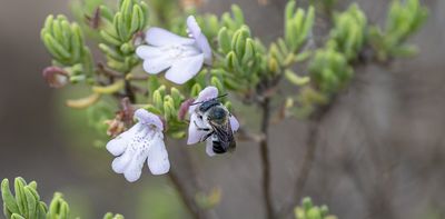 Plants that evolved in Florida over millennia now face extinction and lack protection