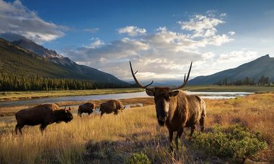 Rest assured, these creatures are not roaming Montana, Yellowstone