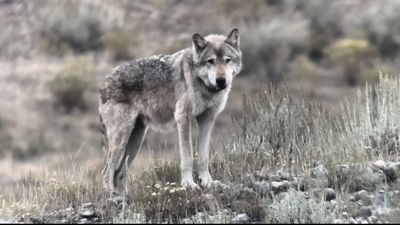 Yellowstone's 'queen of the wolves' killed by rival pack after living to 11 years old and having 10 litters of pups