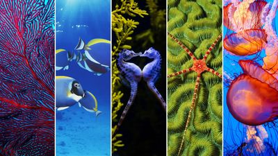 The ocean's most unique and colourful sea creatures, from ethereal jellyfish to vibrant and curious lionfish