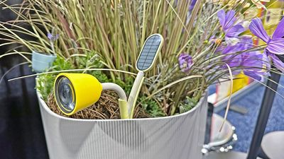 Bird Buddy has a new camera that can identify bees and butterflies