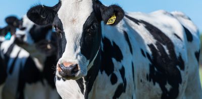 New research reveals why some Australian dairy farmers are considering leaving the industry