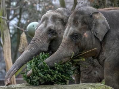 Young Woman Killed By Elephant During Sanctuary Visit In Thailand