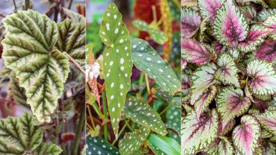 Best begonia varieties – 5 beautiful choices for striking indoor foliage