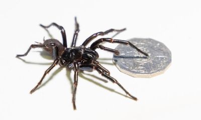 Record-breaking Sydney funnel-web spider dubbed ‘Hemsworth’ to be milked for venom