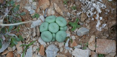 South Africa’s rare succulent plants are threatened by illegal trade – how to stop it