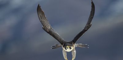 Why do falcons have stripes under their eyes? The answer is more complex than we thought