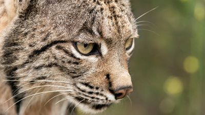 Trail cameras have proven instrumental bringing the Iberian Lynx back from extinction