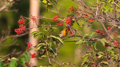 How to prune rowan trees – for healthy, shapely trees that are full of berries