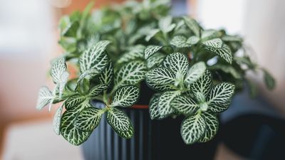 New Year, new houseplants: An expert guide on adding greenery to your home in 2025