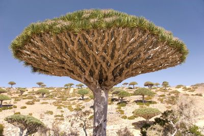 Dragon’s blood in Yemen: The perfect holidays for quirky tree spotting