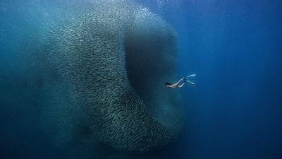 “I saw my girlfriend diving towards them…” Freediver’s awe-inspiring underwater photo steals the shoal