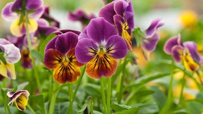 How to grow and care for violas – for cheery winter color in pots and borders