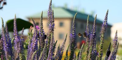 Planning for spring’s garden? Bees like variety and don’t care about your neighbors’ yards