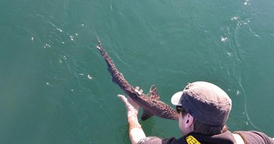 Groundbreaking sharks and skates study begins in Scottish waters