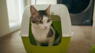 Want to reduce cat litter smells? These 10 simple tips will help (you never would have thought of number 7!)