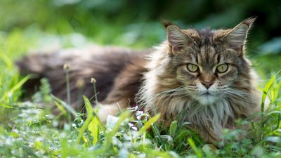 A complete guide to caring for Maine Coon cats