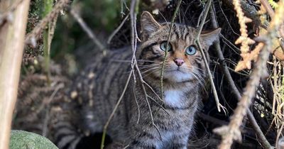 Documentary to offer behind-the-scenes look into Scottish wildcats project