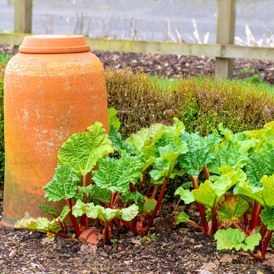 How to force rhubarb — 5 easy steps to a delicious early crop for crumble and more