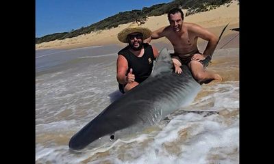 Fishermen catch and release tiger shark; actions prompt public scorn