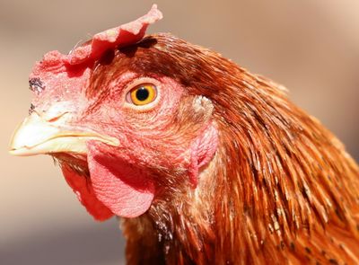 US Urged To Do More To Fight Bird Flu After First Death