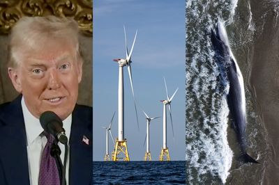 Trump Repeats Frequently Debunked Claim that Offshore Wind Farms Are Driving Whales 'Crazy'