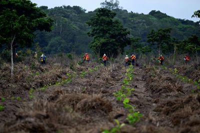 In Brazil, An Amazon Reforestation Project Seeks To Redeem Carbon Markets