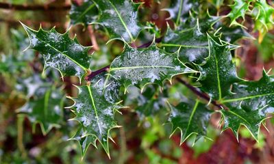 Country diary: All is damp and dripping in the misty shroud