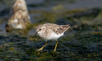 Birdwatch: an unlikely encounter with the least sandpiper in Somerset