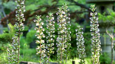 Invasive perennials to keep out of your garden – 5 species to avoid and what to grow instead