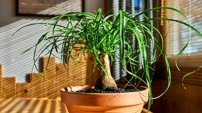 How to Care For Ponytail Palm Plants — The Perfect Eye Candy for a Lacklustre Corner