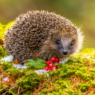 How to protect garden wildlife during snow - what to do to help birds and hedgehogs this winter