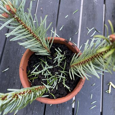 How to grow a Christmas tree from a cutting — 5 simple steps to a free Christmas tree