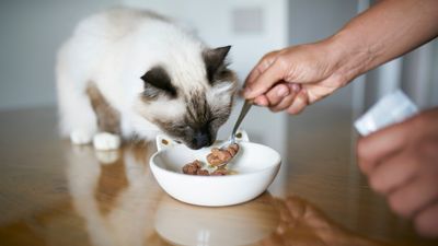 Is wet food bad for cats? A vet reveals the pros and cons
