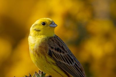 ‘Iconic birds’ feature among top images in national park photography competition