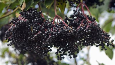 How and when to prune elderberry shrubs for beautiful bushes and a bumper crop of berries