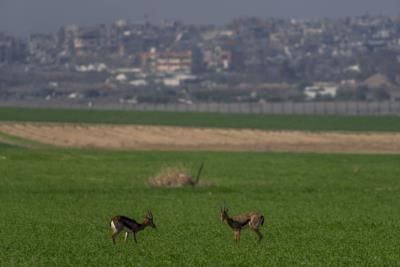 Israeli Airstrikes In Gaza Kill Five, Including Infants