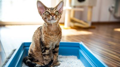 These 8 vet-approved cat litter hacks will make life easier for you