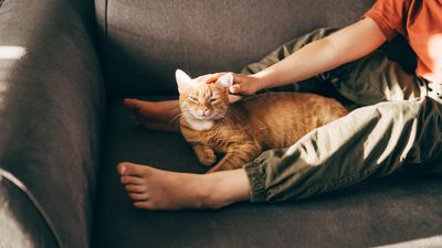 Why does my cat sleep between my legs? An expert reveals the answer – and it might surprise you!